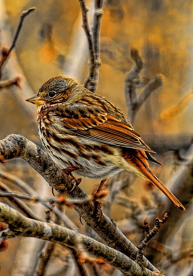 Fox Sparrow Photograph by Dale Kauzlaric