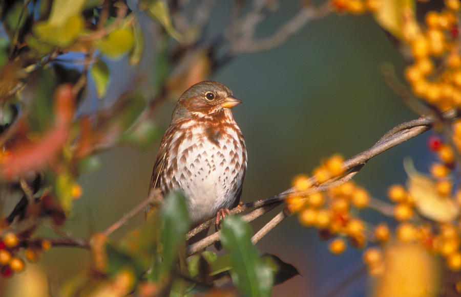 Sparrow Photograph - Fox Sparrow by Paul J. Fusco