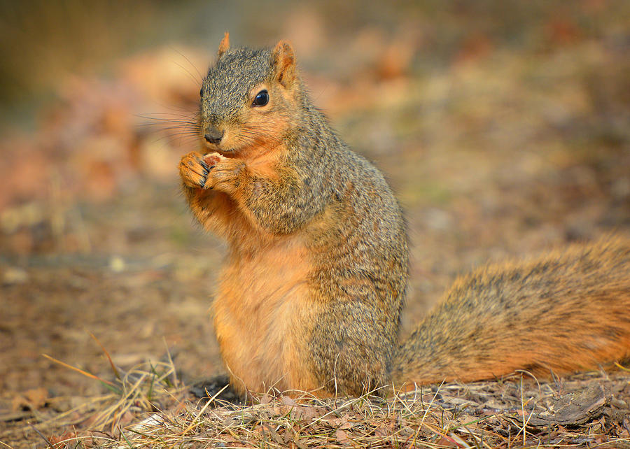 Fox Squirrel in Warm Light by Dylan Lees Fox Squirrel in Warm Light by Dylan Lees