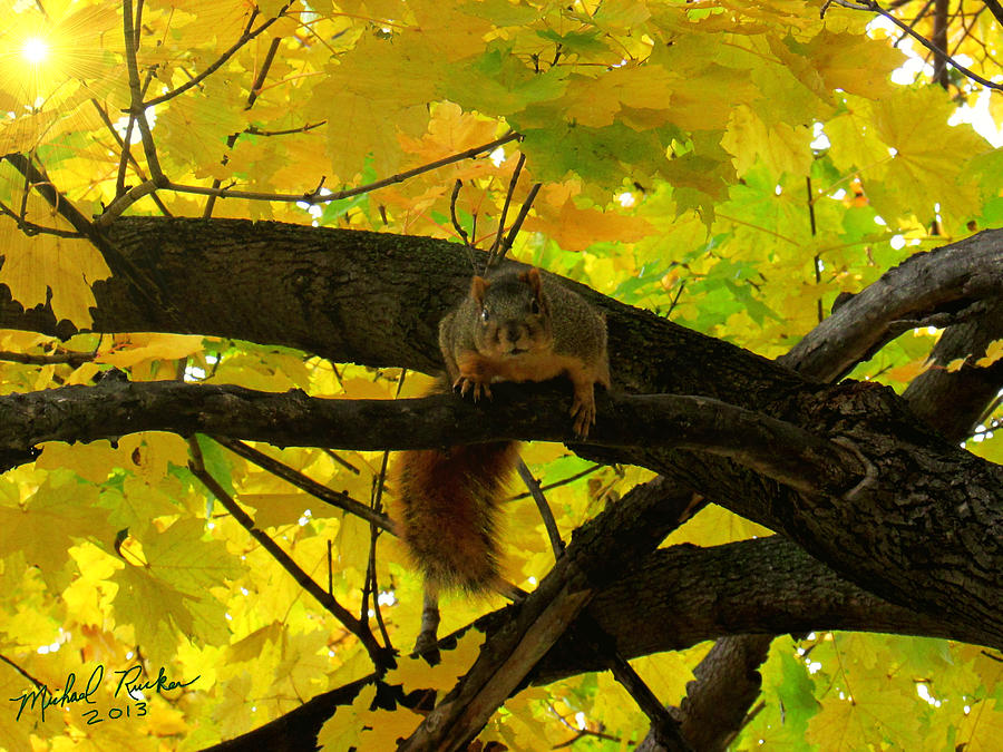 Fox Squirrel  Photograph by Michael Rucker