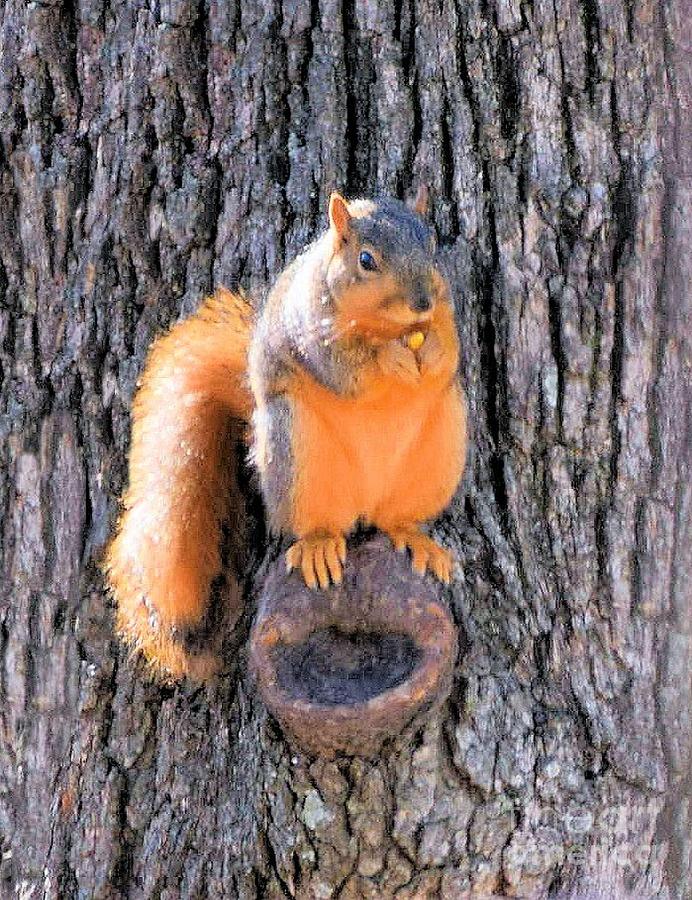 Fox Squirrel on Bur Oak Tree Photograph by Janette Boyd