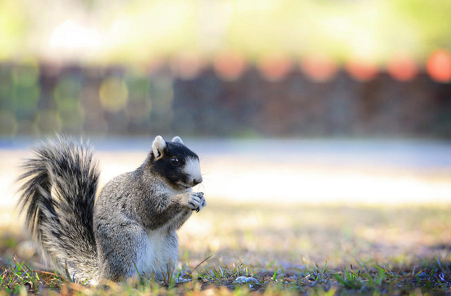 Fox Squirrel Photograph by Patti White Photography
