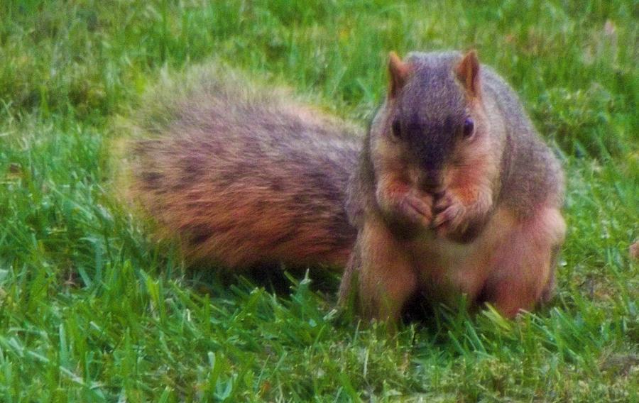 Nature Photograph - Fox Squirrel by Rory Cubel