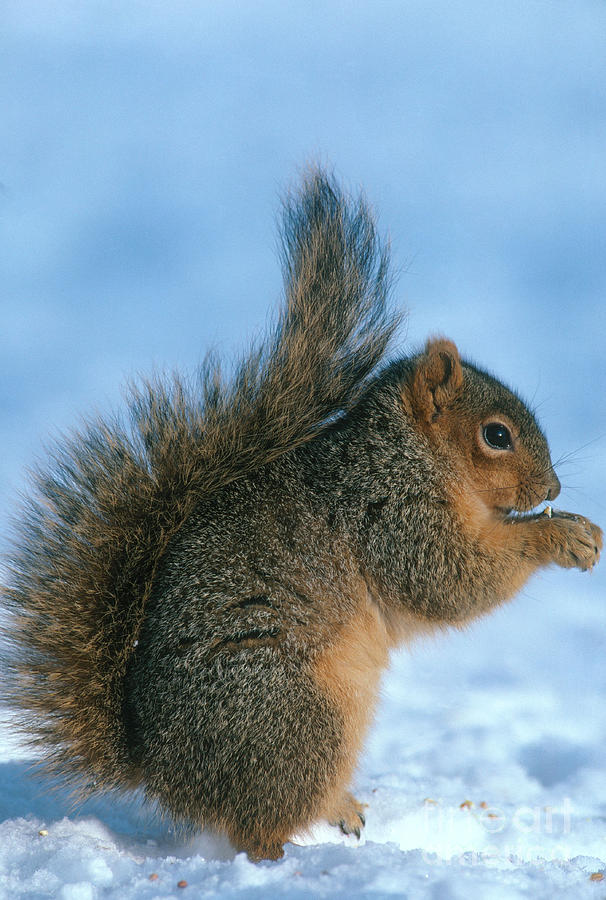 Fox Squirrel Photograph by William H. Mullins
