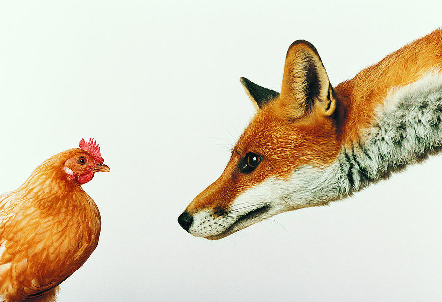 Fox Staring at Hen Photograph by Digital Vision.