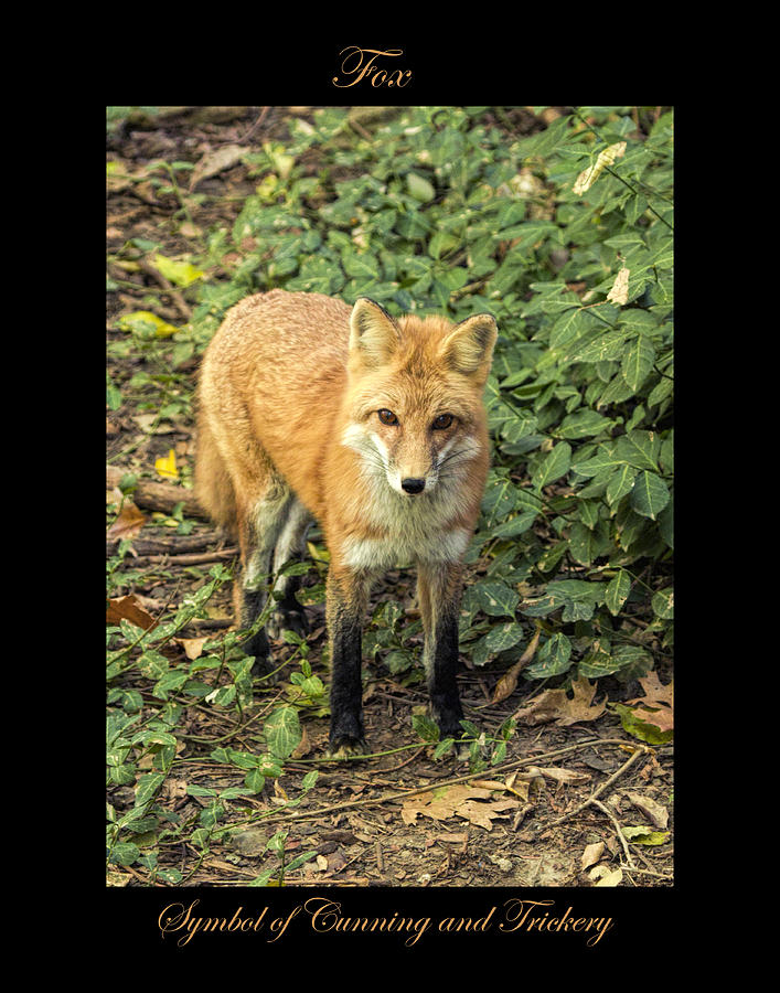Fox Photograph - Fox Symbol of by Marty Maynard