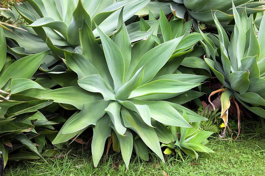 Fox Tail Agave Agave Attenuata Photograph By Pascal Goetgheluck Science Photo Library