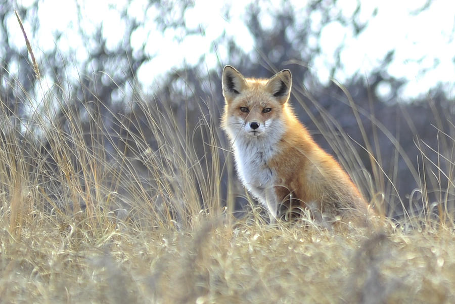 Wildlife Photograph - Fox by Terry DeLuco