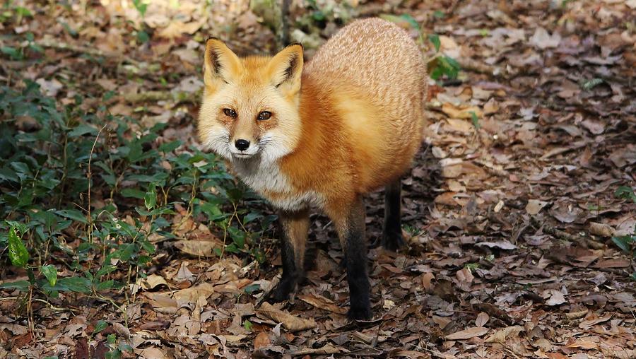 Fox Photograph by Paulette Thomas