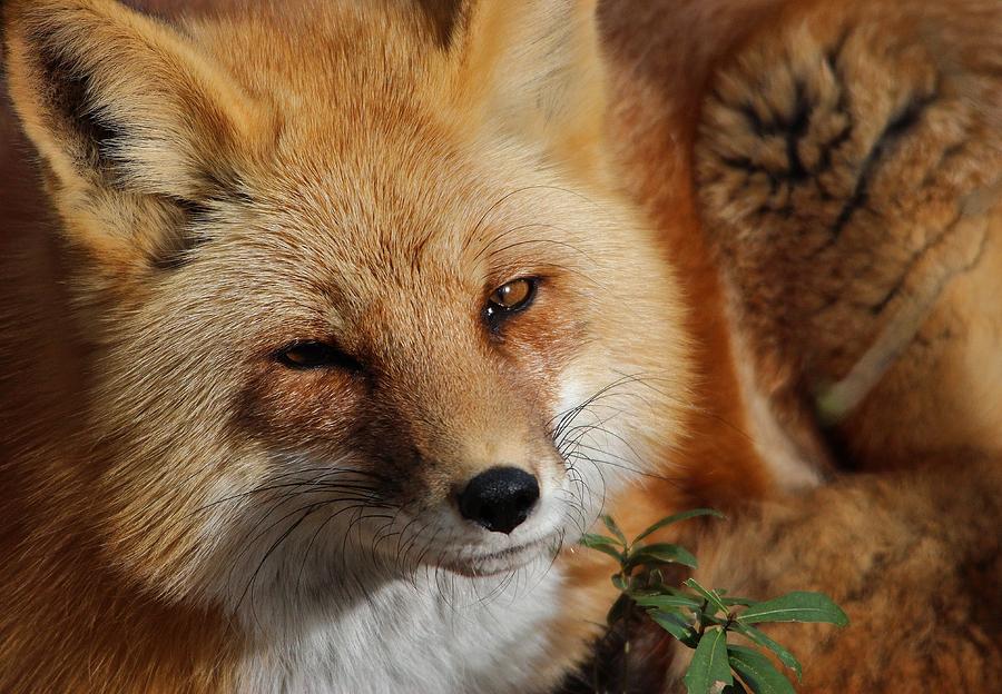 Nature Photograph - Fox by Paulette Thomas