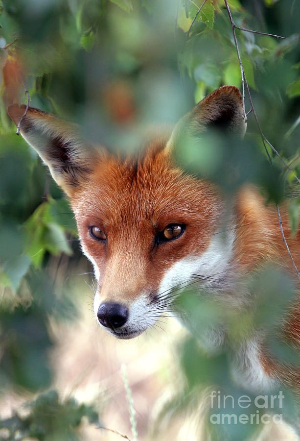 Wildlife Photograph - Fox through trees by Tim Gainey