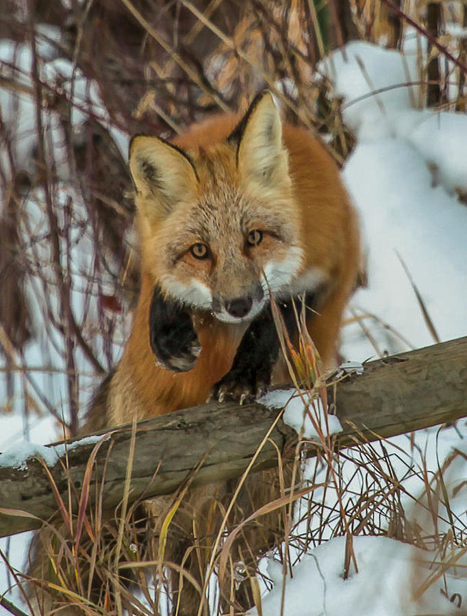 Winter Photograph - Fox Trot by Kevin Dietrich