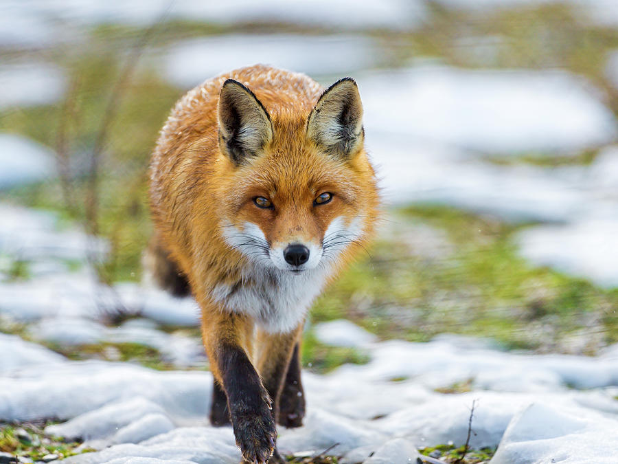 Fox Walking Towards Me Photograph by Picture By Tambako The Jaguar