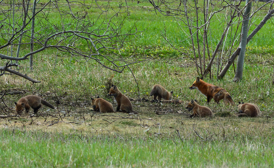 Fox with Cubs Photograph by James Canning
