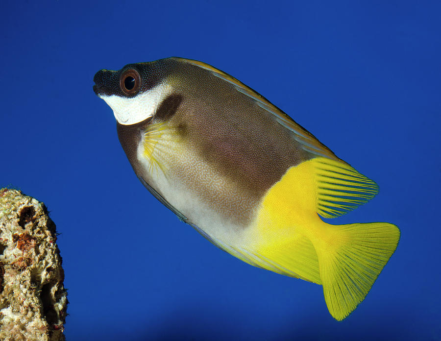Foxface Rabbitfish Photograph by Nigel Downer