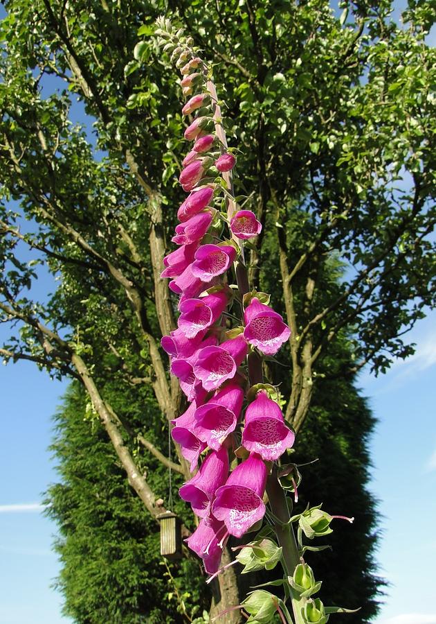 Nature Photograph - Foxglove ... They Grow Anywhere by Barrie Woodward