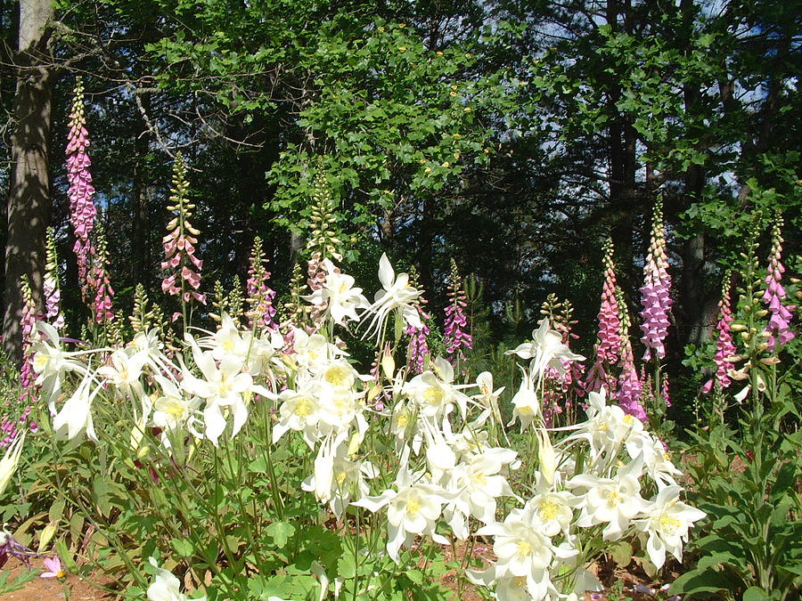 Foxglove And Columbine Photograph by John Fahey Foxglove And Columbine Photograph by John Fahey