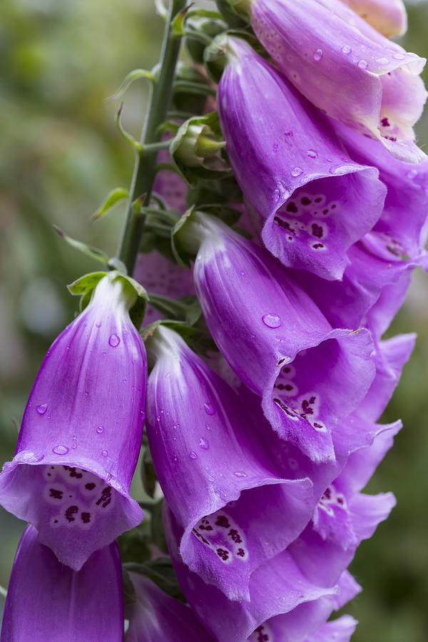Foxglove Photograph by Andrew Pacheco