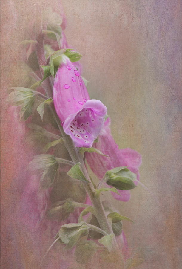 Foxglove Photograph by Angie Vogel