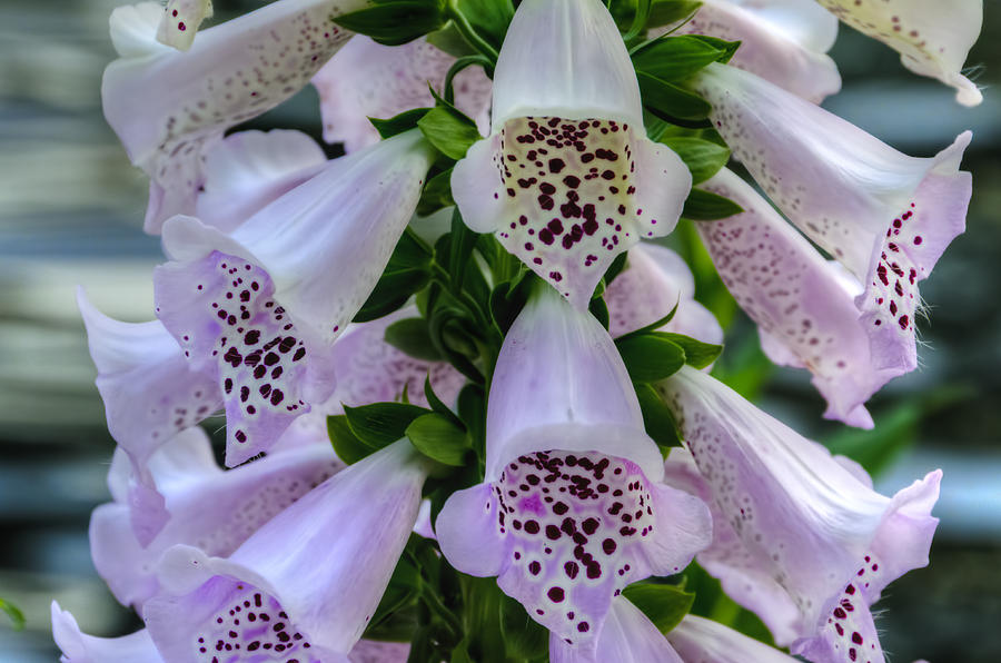 Foxglove at Waters Edge Photograph by Penny Lisowski