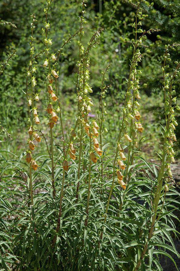 Foxglove (digitalis Obscura Laciniata) Photograph by Bob Gibbons