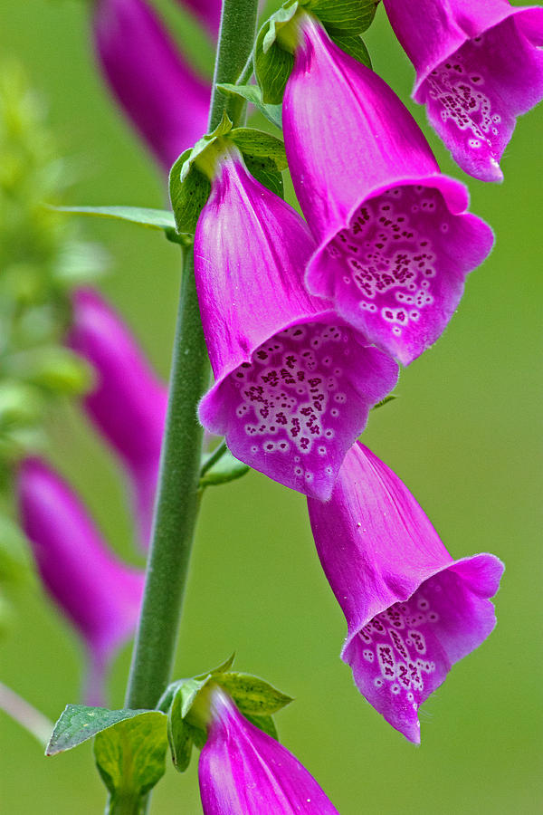 Foxglove Digitalis purpurea Photograph by Tony Murtagh