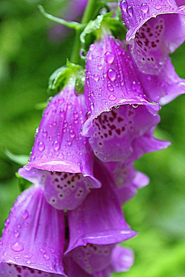 Foxglove Flower Photograph by Suzanne DeGeorge
