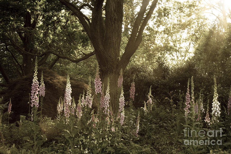 Foxglove Garden Photograph by Chris Scroggins