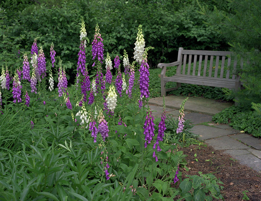 Flower Photograph - Foxglove Garden Path With Bench by Anna Miller
