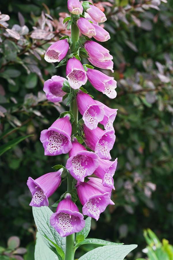 Foxglove Photograph by Geoff Kidd/science Photo Library - Fine Art America