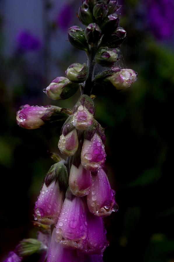 Foxglove In The Rain Photograph by Adria Trail