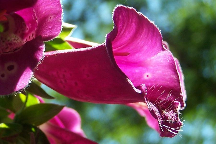 Foxglove Photograph by Kathleen Luther