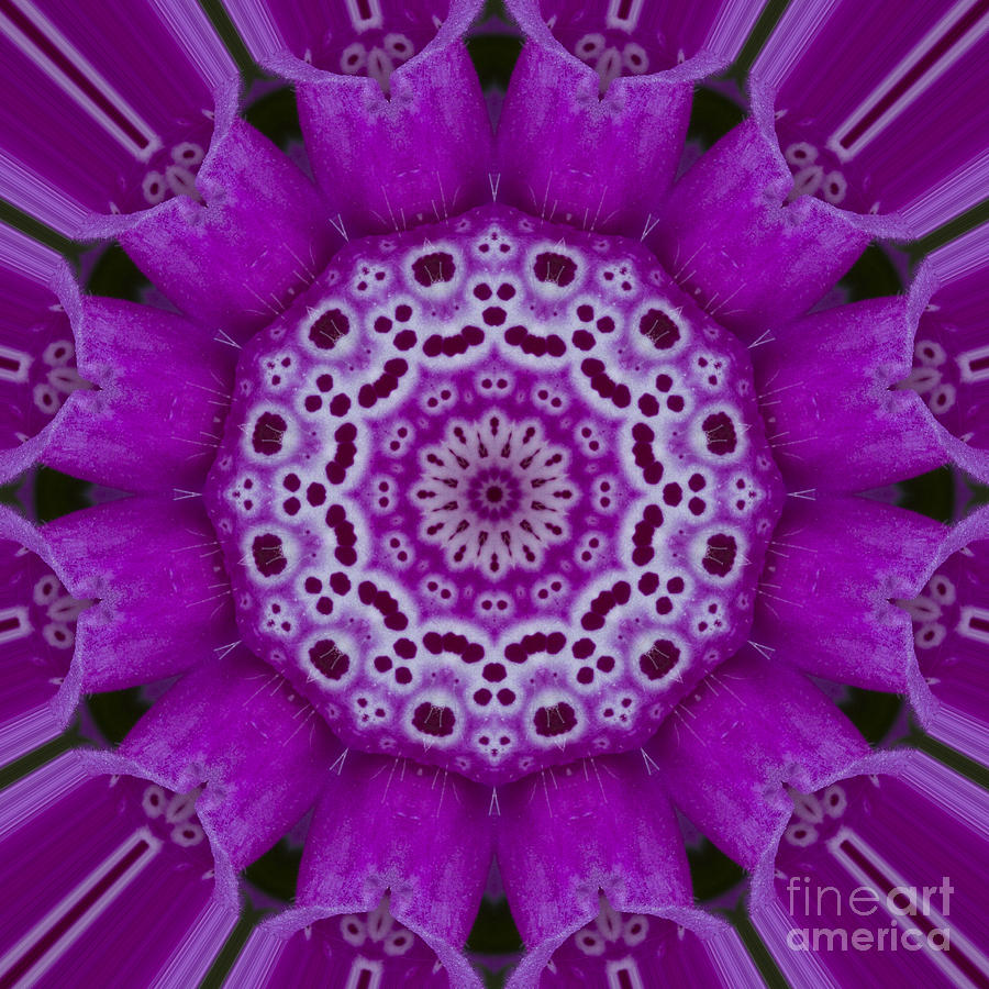 Foxglove Mandala Series Number 5 Photograph by Carrie Cranwill