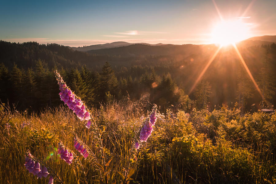 Sunset Photograph - Foxglove Sunset by Colby Drake