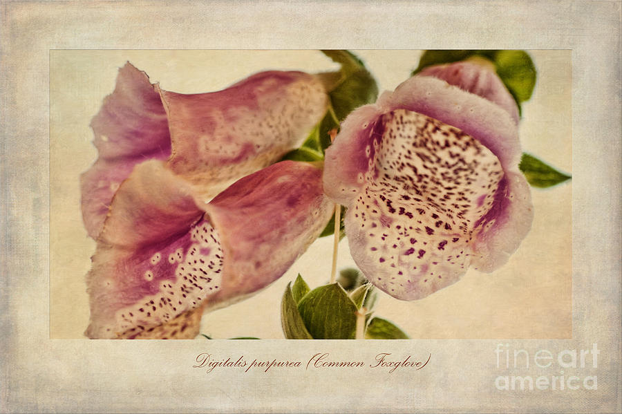 Flower Painting - Foxglove Textures by John Edwards