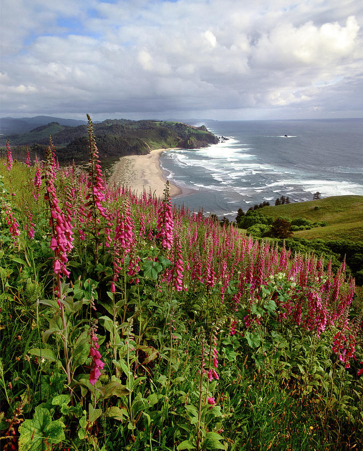 Foxgloves At Cascade Head, The Nature Photograph by Panoramic Images