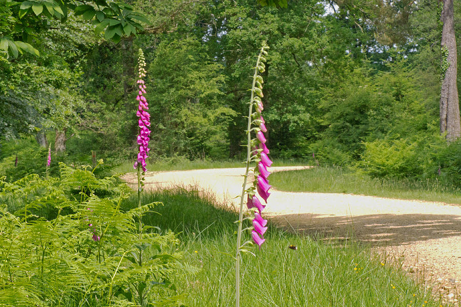 Foxgloves in New Forest Photograph by Tony Murtagh