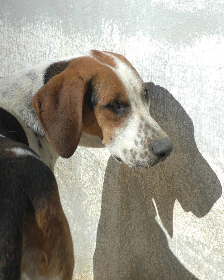Dog Photograph - Foxhound And Her Shadow by Nancy Milburn Kleck