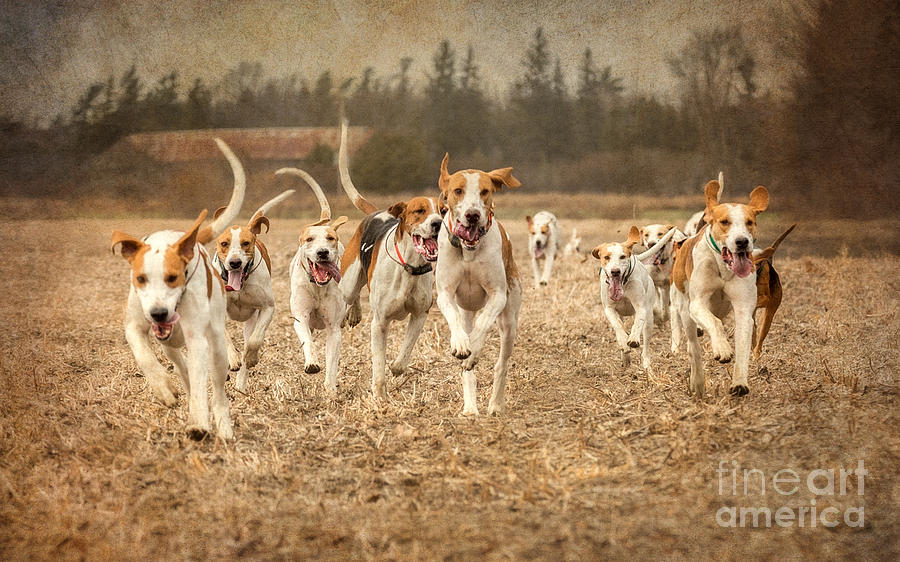 Foxhounds Corn Field Photograph by Heather Swan