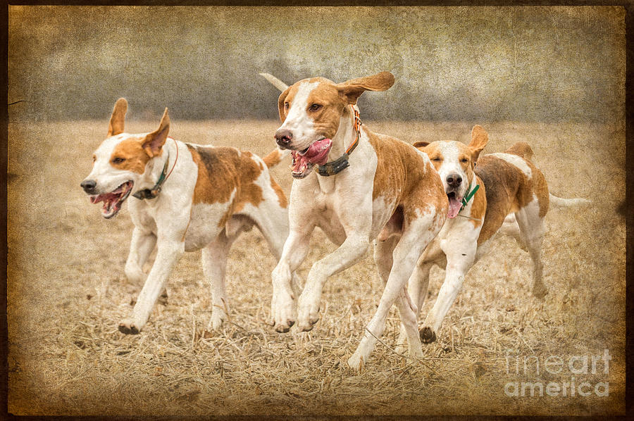 Great Energy Photograph - Foxhounds by Heather Swan