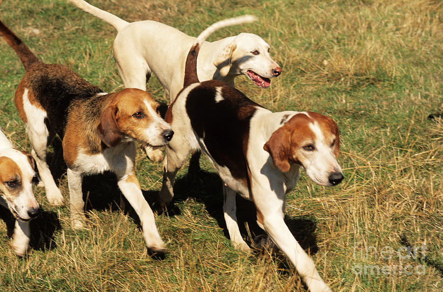 Mammal Photograph - Foxhounds by James Marchington