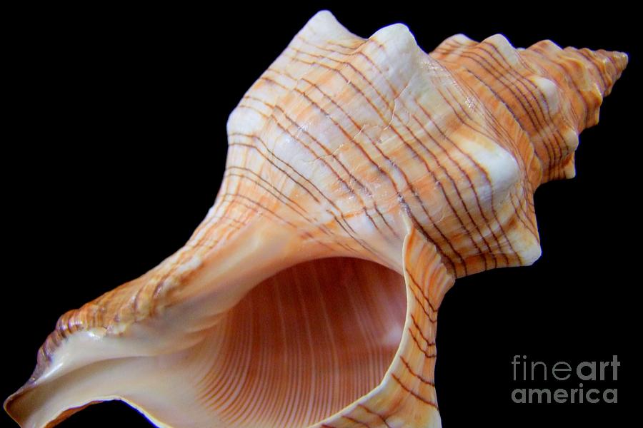 Foxs Tail Sea Shell Photograph by Mary Deal