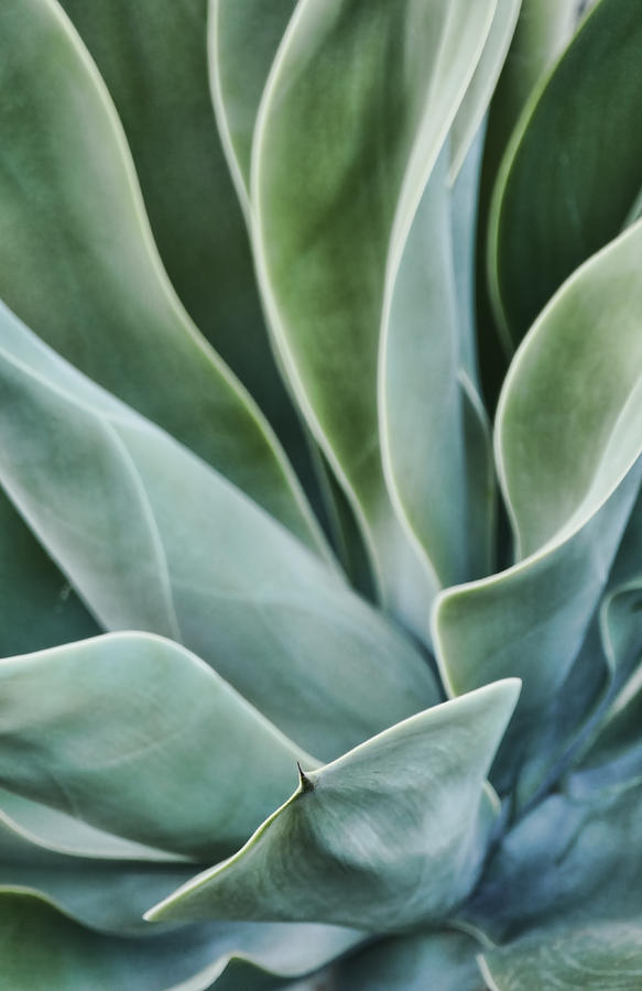 Foxtail agave. Close up. Lanzarote, Canary Islands, Spain Photograph by Photo by Victor Ovies Arenas