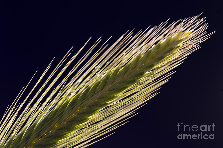 Foxtail Barley Photograph by John Shaw