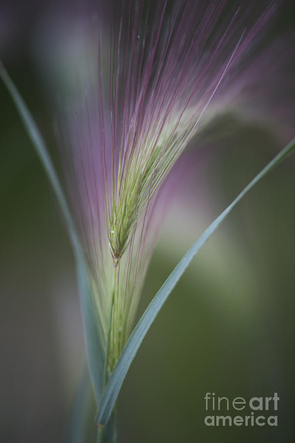 Nature Photograph - Foxtail Barley by Priska Wettstein
