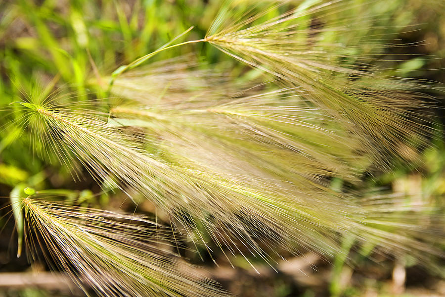 Nature Photograph - Foxtail Blowing In The Wind by Donald  Erickson