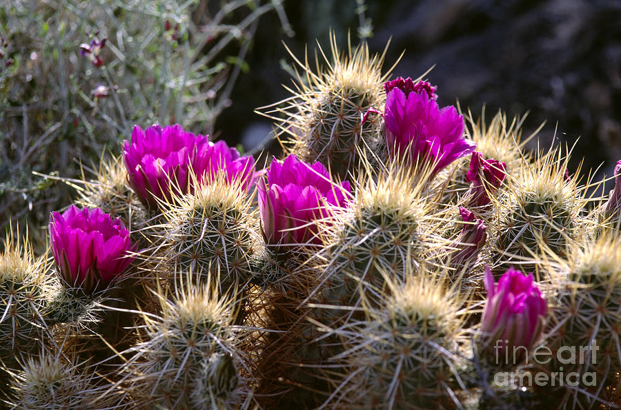 Foxtail Cactus in Bloom Photograph by Craig Lovell