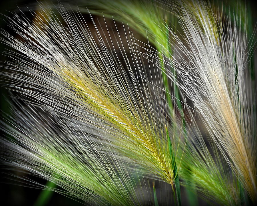 Foxtail Grass In Cluster Photograph by Gregory Strong