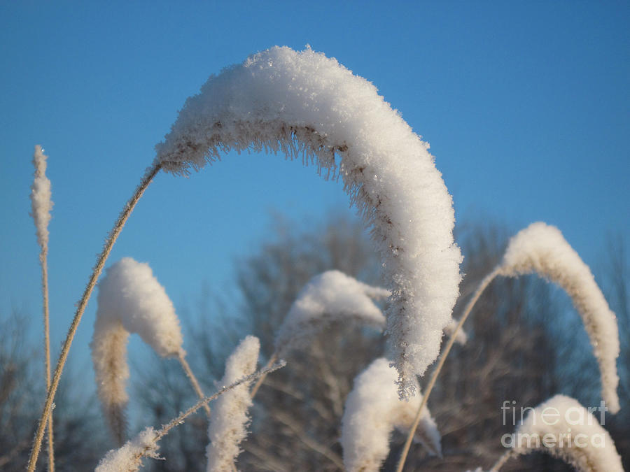 Winter Photograph - Foxtail Grass with Snow  by Conni Schaftenaar