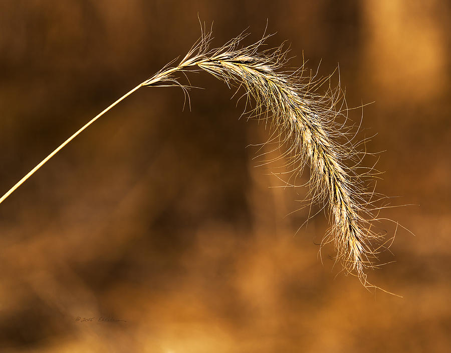 Foxtail In The Wetlands Photograph by Ed Peterson - Fine Art America